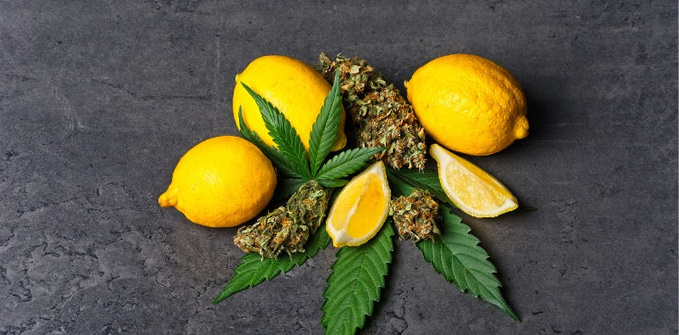 What are Terpenes?