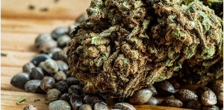 What is a sativa dominant strain?